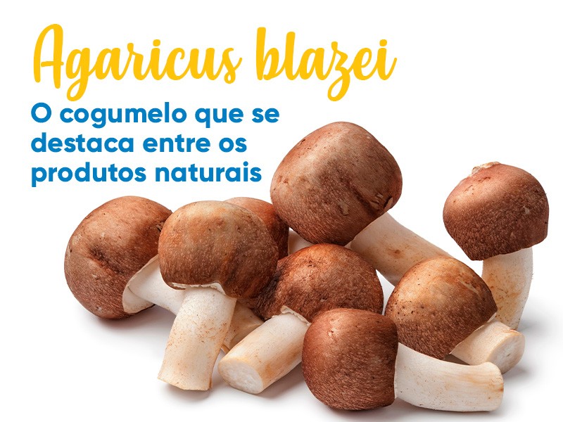 Agaricus blazei murrill: entre os produtos naturais para sa�de, esse cogumelo se destaca! 
